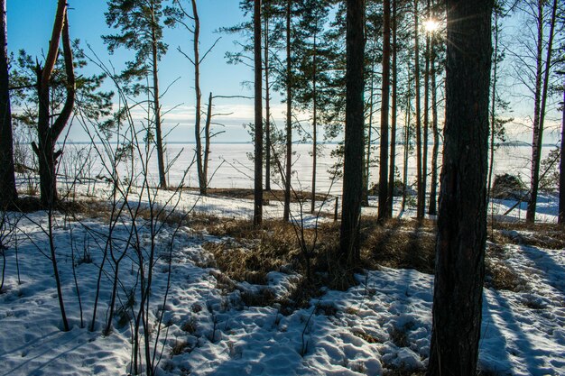 Sunset in the winter forest