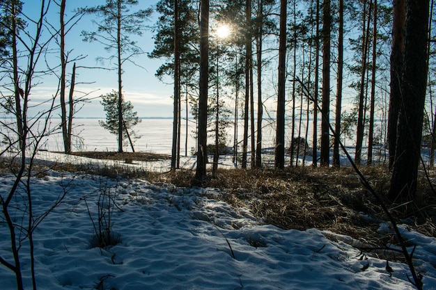 Sunset in the winter forest