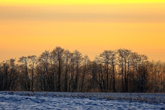 Sunset in the winter forest