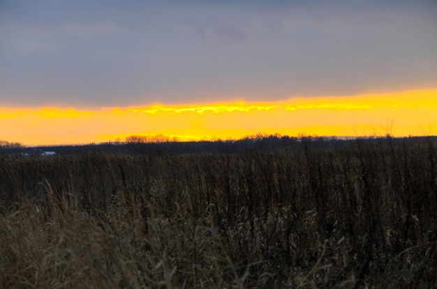 Sunset on the winter meadow