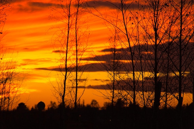 Sunset with burning sky behind the trees