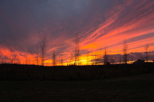 Sunset with burning sky behind the trees