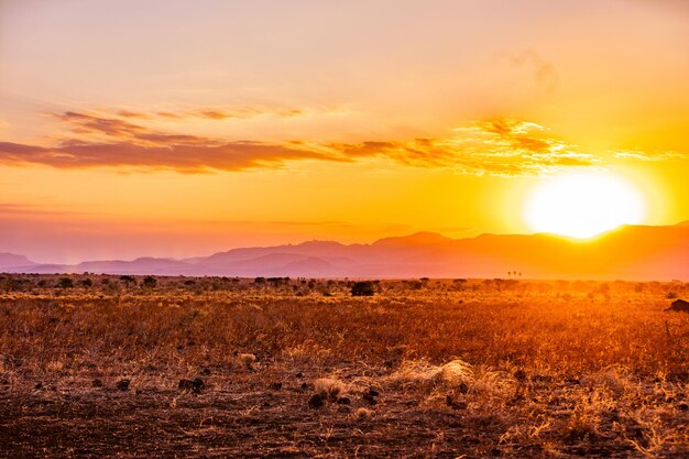 Photo a sunset with a few clouds and a few elephants in the background