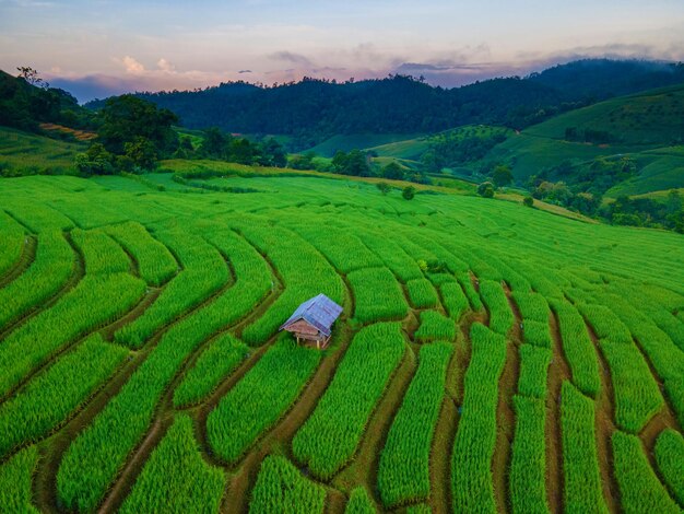 sunset with green Terraced Rice Field in Chiangmai Thailand