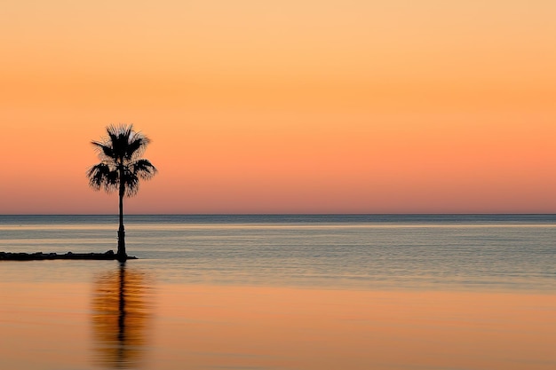 Sunset with palm tree silhouette on the beach