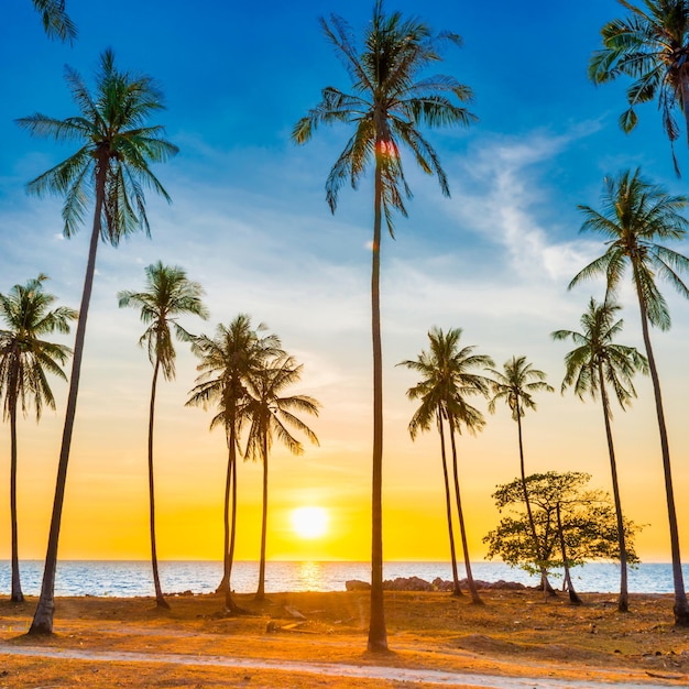 Sunset with palm trees on beach