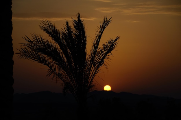 Sunset with palms and mountain