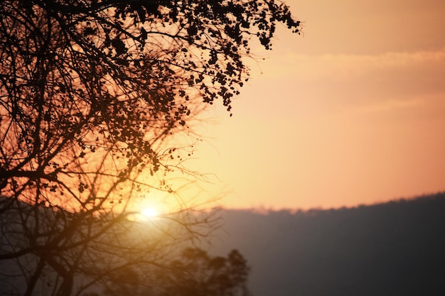 Tramonto con la sagoma degli alberi