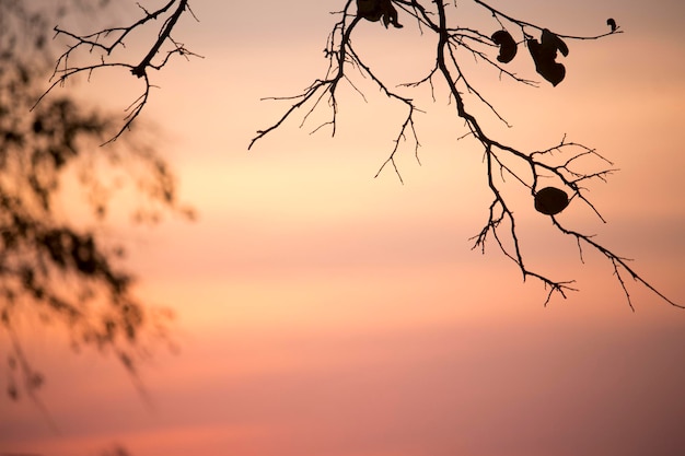 Sunset with the silhouette of the trees