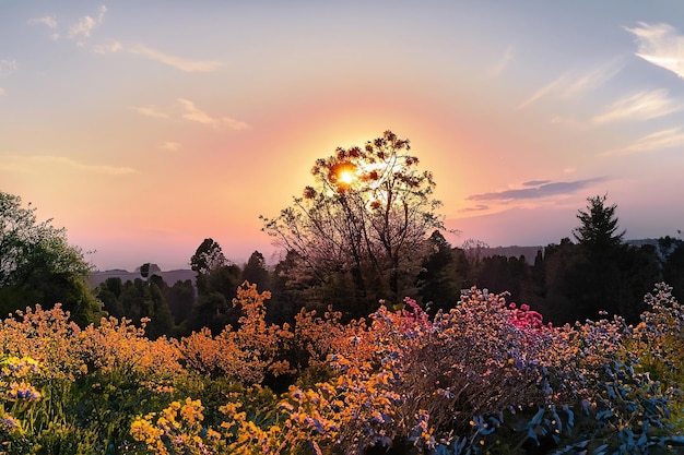 Un tramonto con un albero in primo piano e un cielo rosa con il sole che tramonta alle sue spalle.