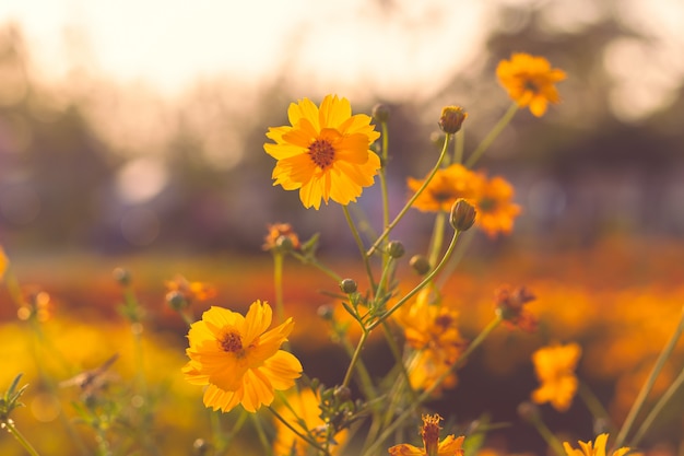 Sunset with yellow flowers blooming in the garden.