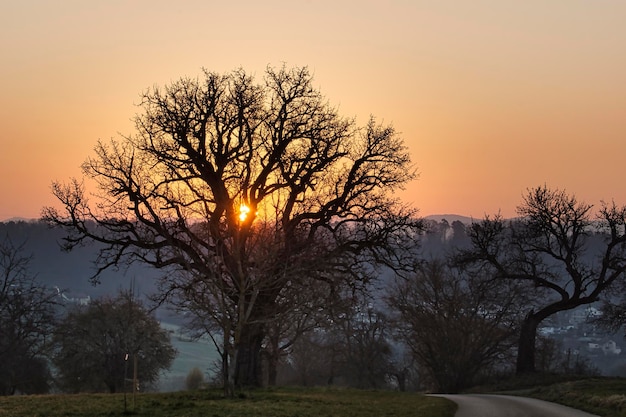 sunset in the woods