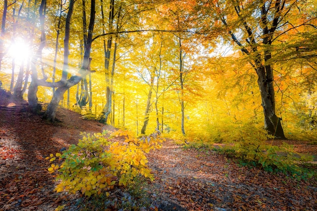 Sunshine in Golden Autumn forest landscape and big trees with colorful leaves