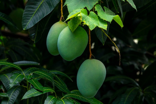 Sunshine mango tree ripe mango fruit