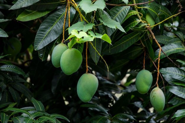 Sunshine mango tree ripe mango fruit