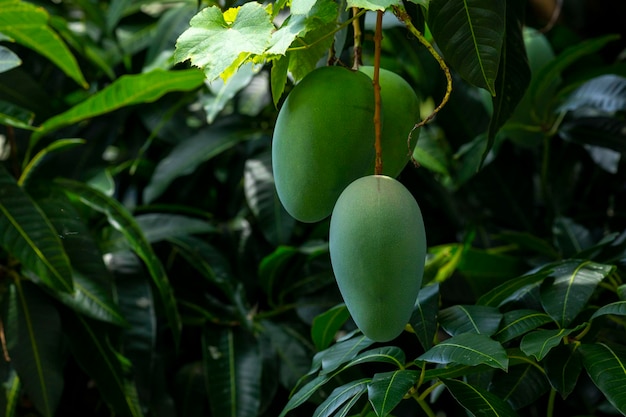 Frutta del mango maturo dell'albero di mango del sole