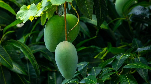 Sunshine mangoboom rijp mangofruit