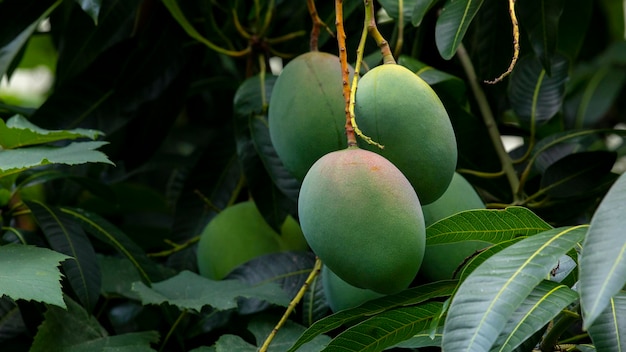 Sunshine mangoboom rijp mangofruit