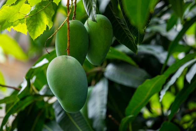 Sunshine mangoboom rijp mangofruit