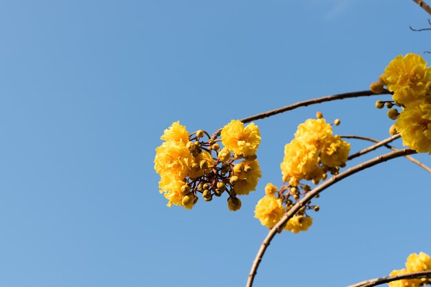 Supannika or cottonwood tree that is blooming yellow on the branches and has a blue sky background.