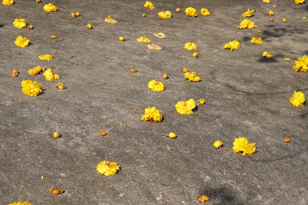 セメントの床のスパンニカの花