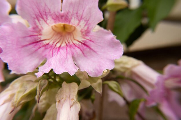 super close of light pink flower