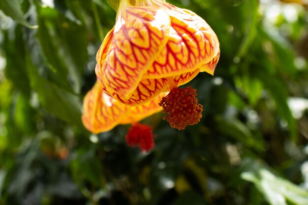 super close of yellow and red flower