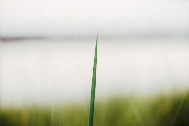 super closeup shot of green grass on lakeside