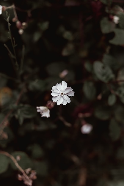 Super focused white petals