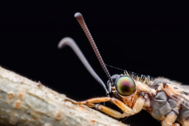 Super macro Antlion