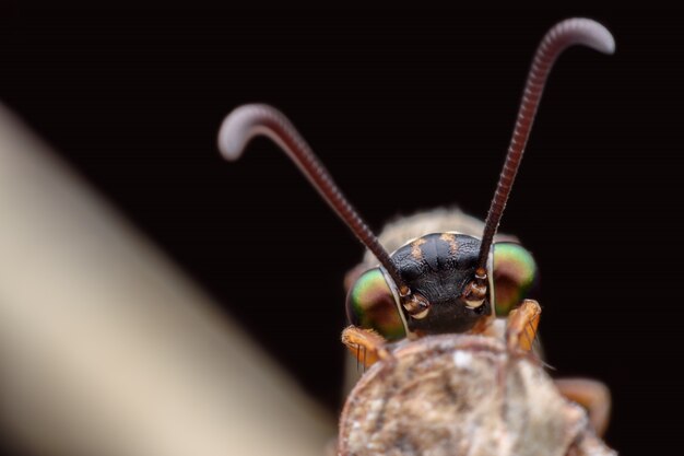 Super macro Antlion