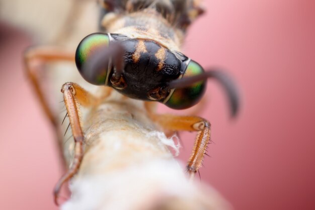 Photo super macro antlion