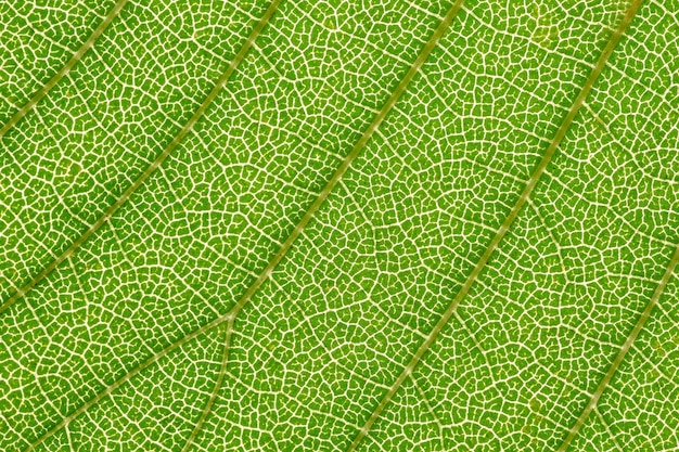 Photo super macro of backlit green leaf showing the structures that make up the leaf