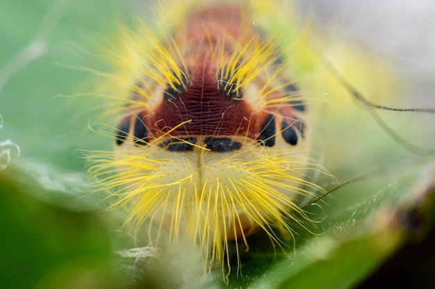 Super macro caterpillar