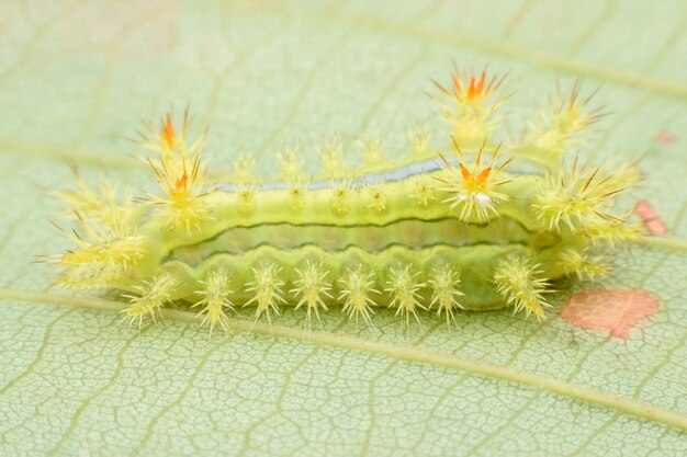 Super macro caterpillar