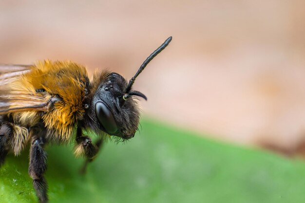 Super macro of earth bee Fluffy bee with black head Big macro eyes Concept of macro world