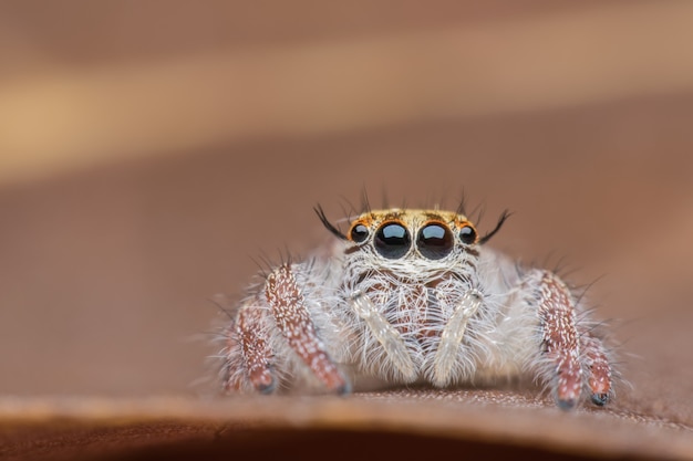 Super macro female Hyllus diardi or Jumping spider on leaf