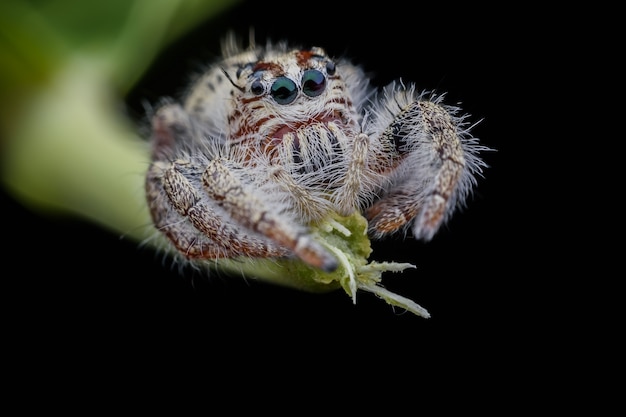 Супер макро самка Hyllus diardi или прыгающий паук на стебле