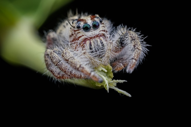 スーパーマクロ女性Hyllus diardiまたは茎に跳躍のクモ