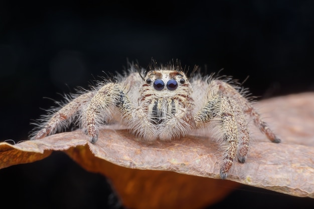 Фото Супер макро самка hyllus diardi или прыгающий паук на листе