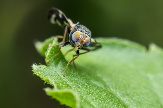 Super macro fly on green leaf