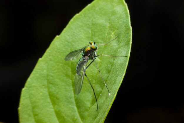 Super macro fly portrait