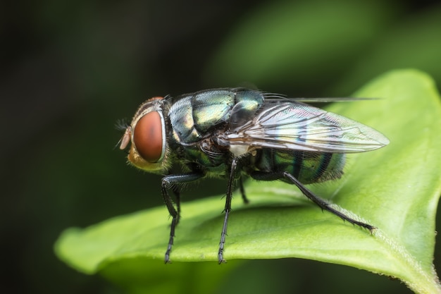 Super macro-huisvlieg op groen blad