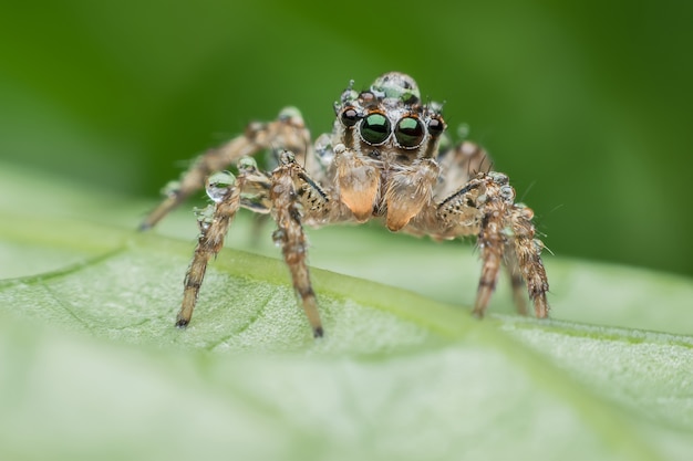 Super macro jonge mannelijke Plexippus-paykulli of het Springen van spin op blad