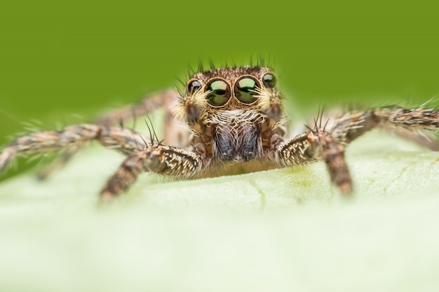 Super macro Jumping spider on leaf