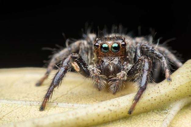 Super macro Jumping spider on leaf