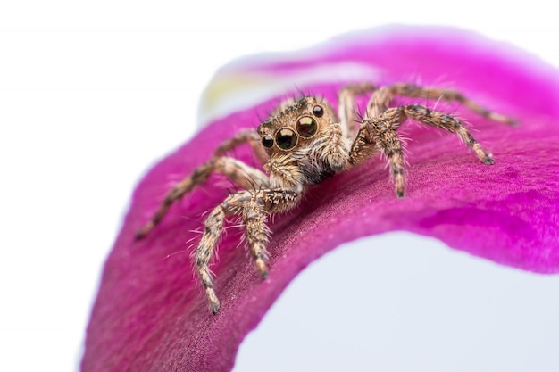 Super macro Jumping spider on orchid