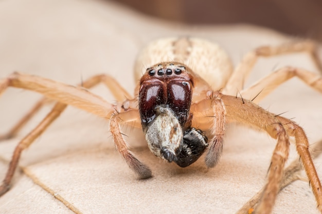 Super macro Jumping spider with prey on dried leaf