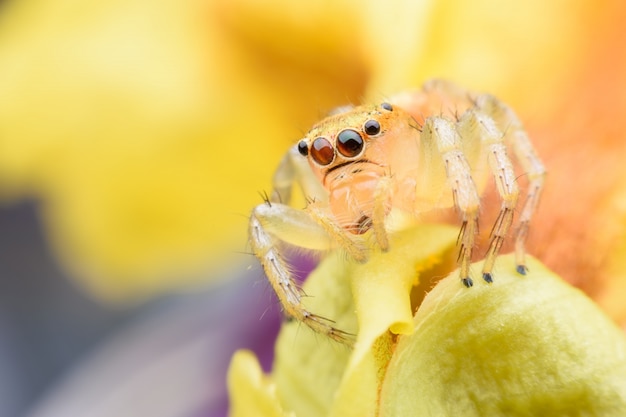 Super macro Jumping spider on yellow flower