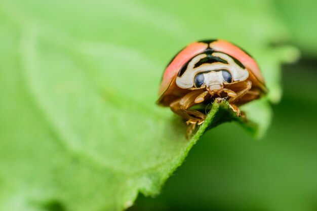 Super macro Ladybug on green leaf